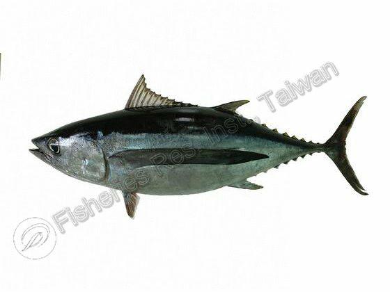 Thunnus alalunga