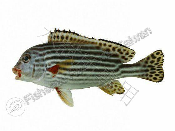 Plectorhinchus lineatus