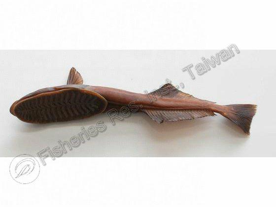 Remora osteochir