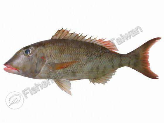 Lethrinus rubrioperculatus