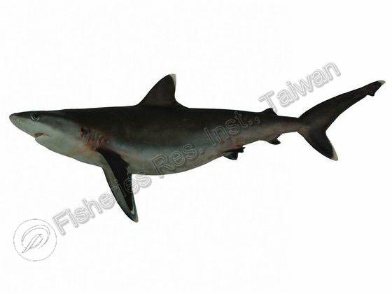 Carcharhinus albimarginatus