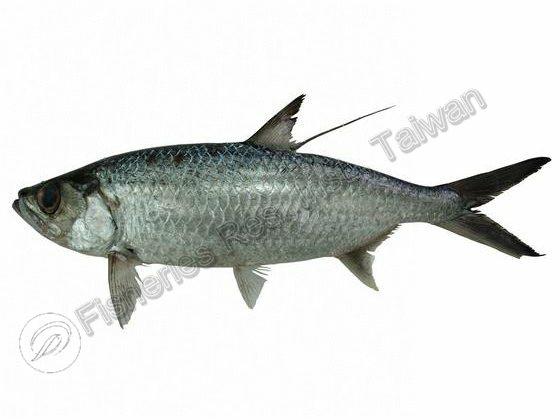 Megalops cyprinoides