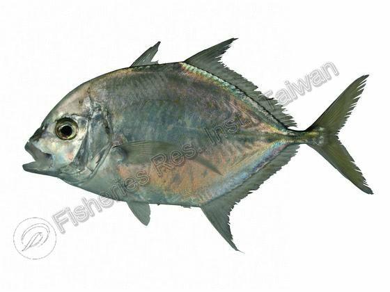 Carangoides coeruleopinnatus