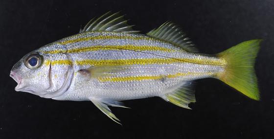 Pomadasys quadrilineatus