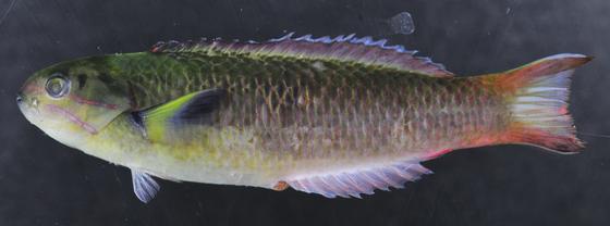 Thalassoma amblycephalum