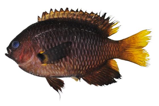 Pomacentrus philippinus