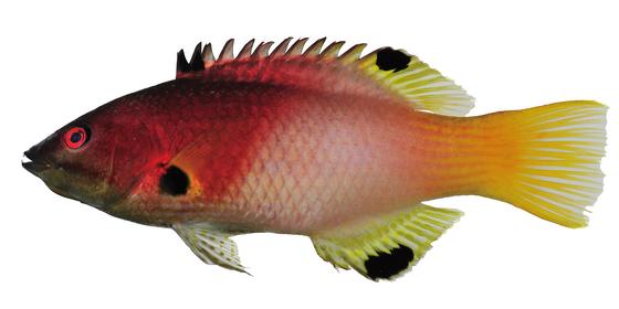 Bodianus axillaris