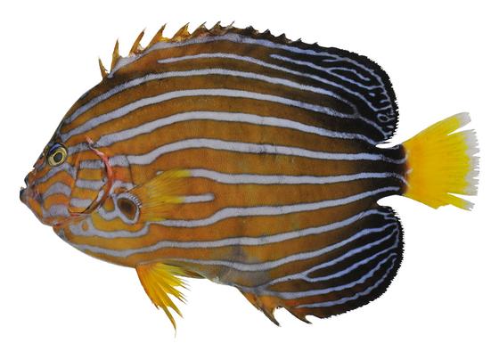 Chaetodontoplus septentrionalis