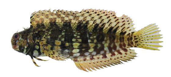 Salarias fasciatus