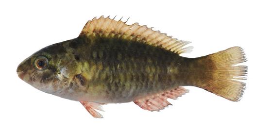 Scarus spinus