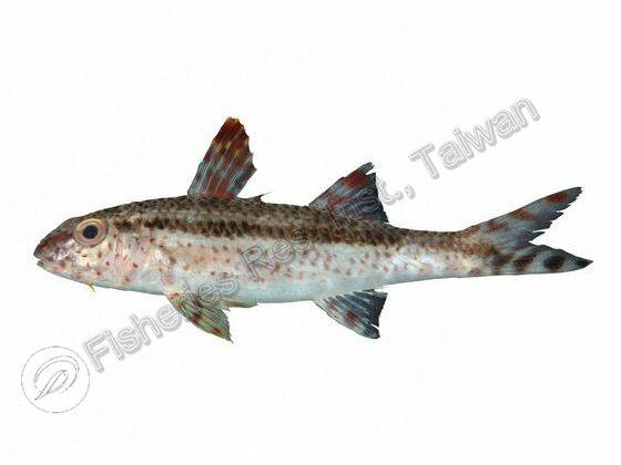 Freckled goatfish