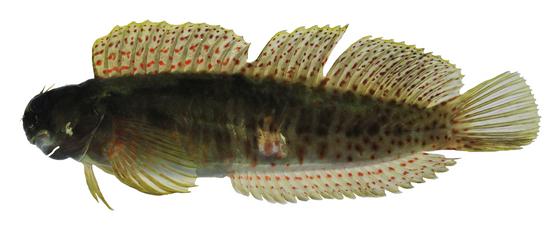 Istiblennius edentulus