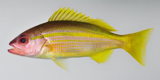 Lutjanus lutjanus