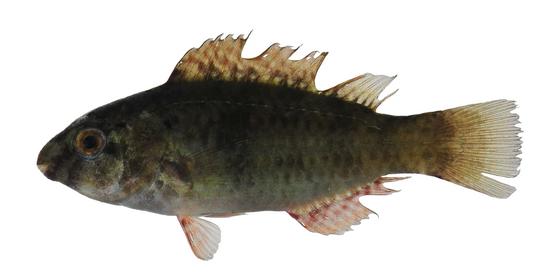 Scarus sp.