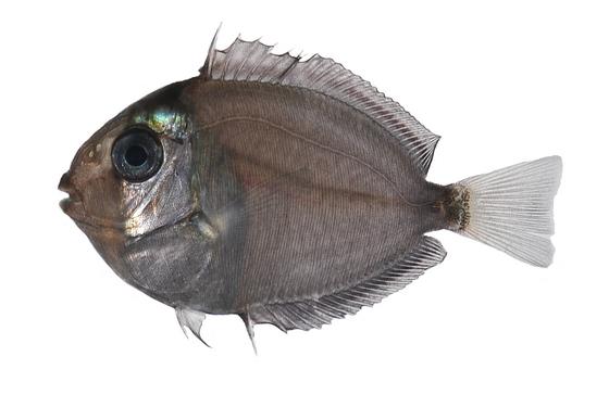 Acanthurus sp.