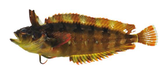 Springeratus xanthosoma