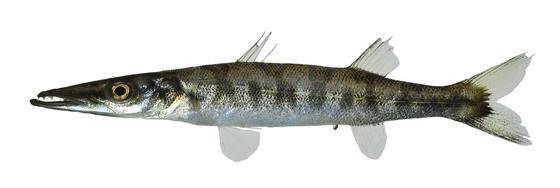 Sphyraena barracuda