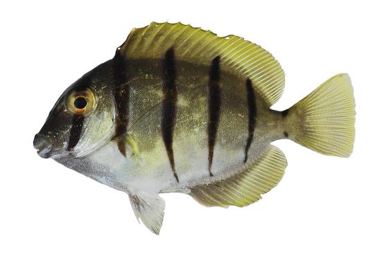 Acanthurus triostegus