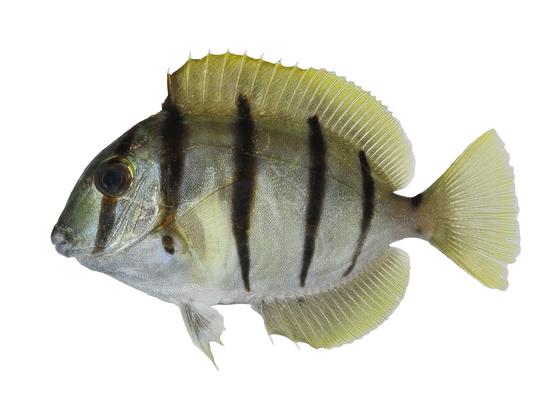 Acanthurus triostegus