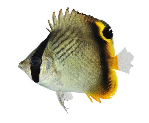 Chaetodon vagabundus