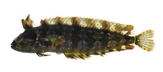 Springeratus xanthosoma