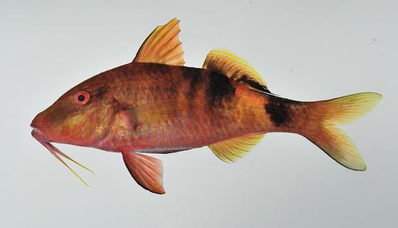 Parupeneus multifasciatus