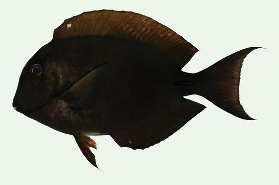 Acanthurus nigrofuscus