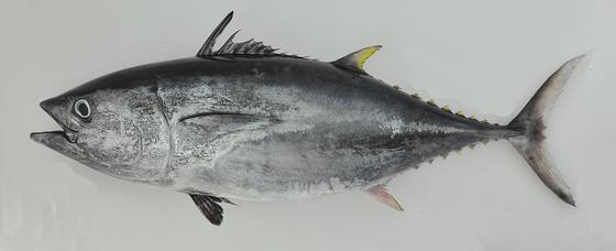 Thunnus orientalis