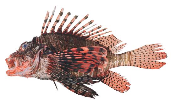 Pterois volitans