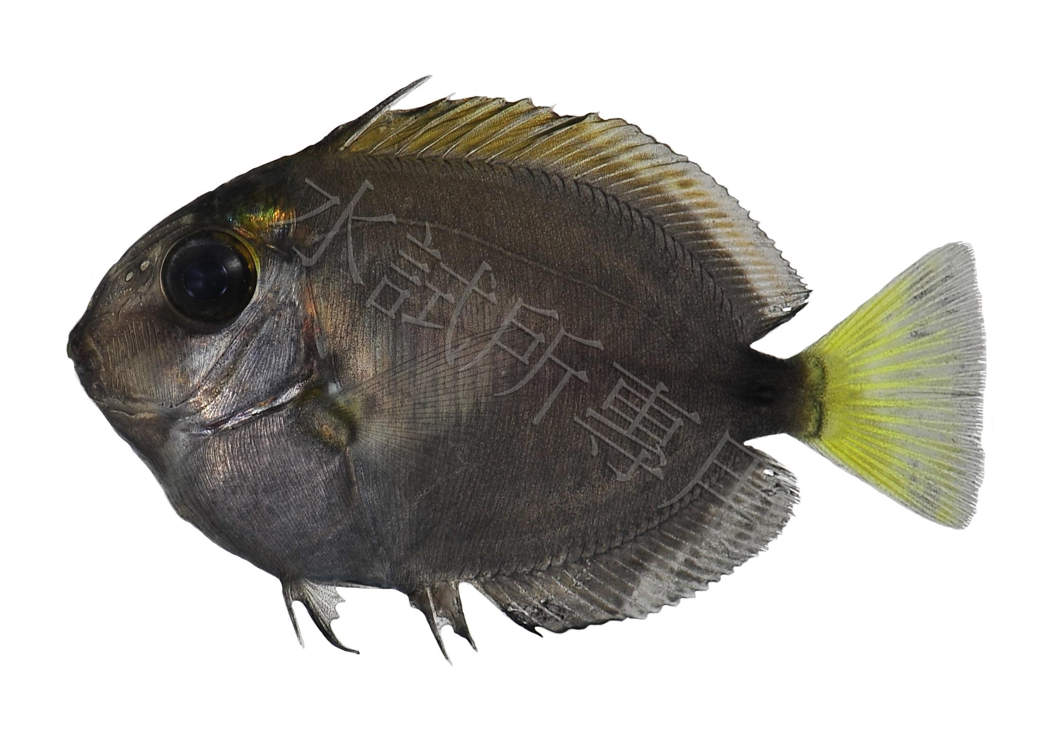 Acanthurus sp.