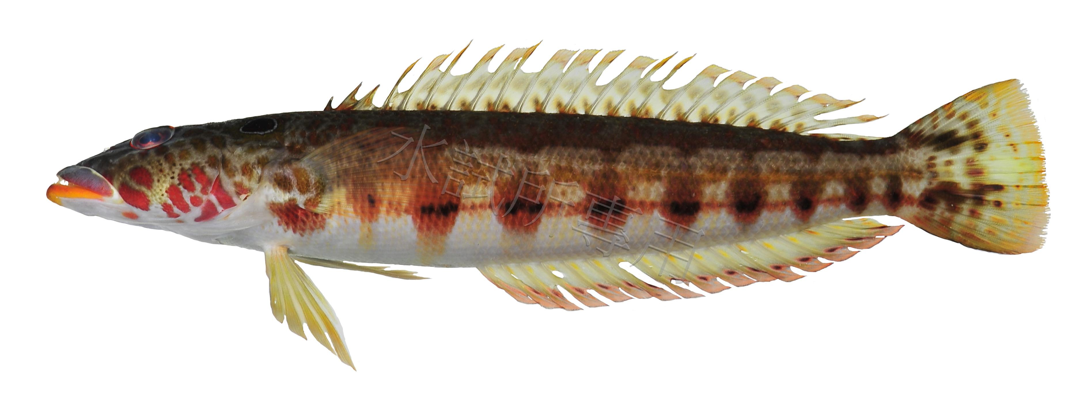 Parapercis clathrata