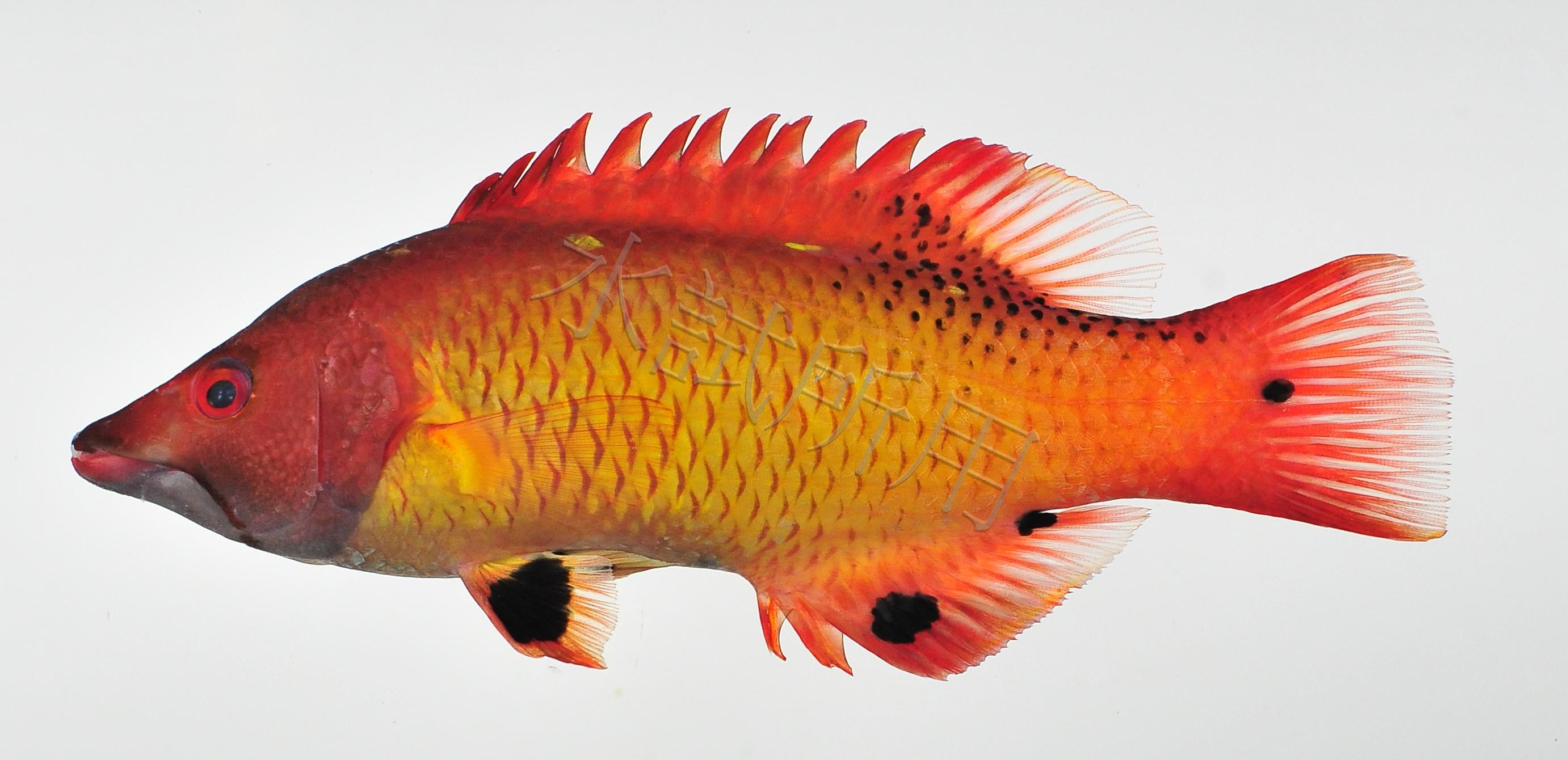 Bodianus diana