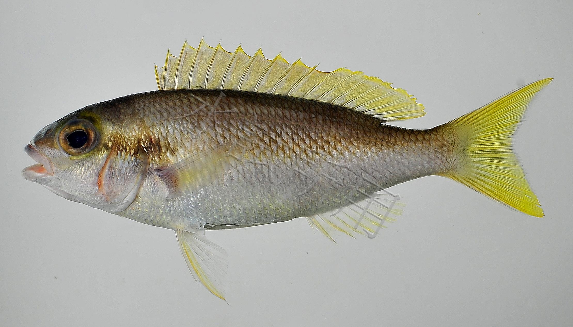 Scolopsis affinis