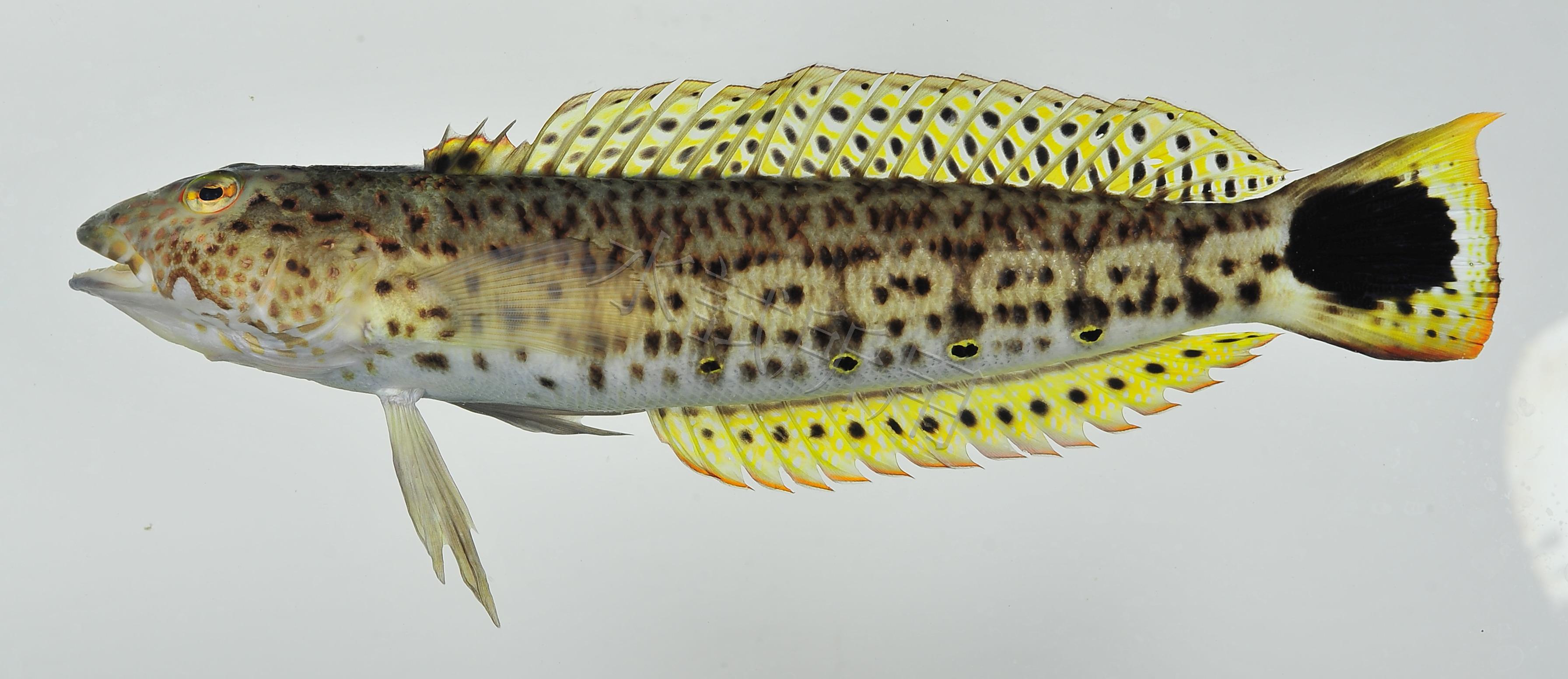 Parapercis hexophtalma