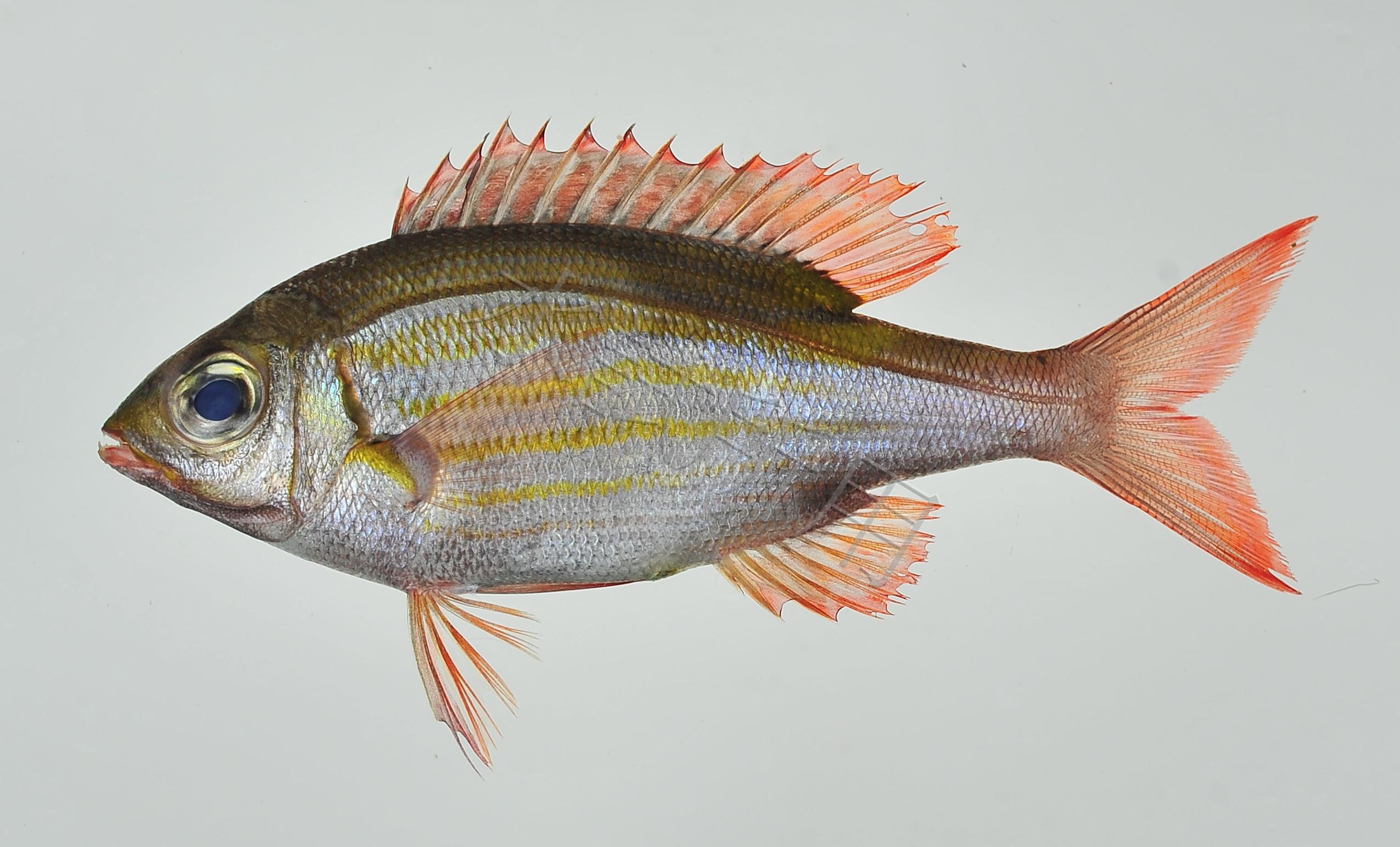 Gnathodentex aureolineatus