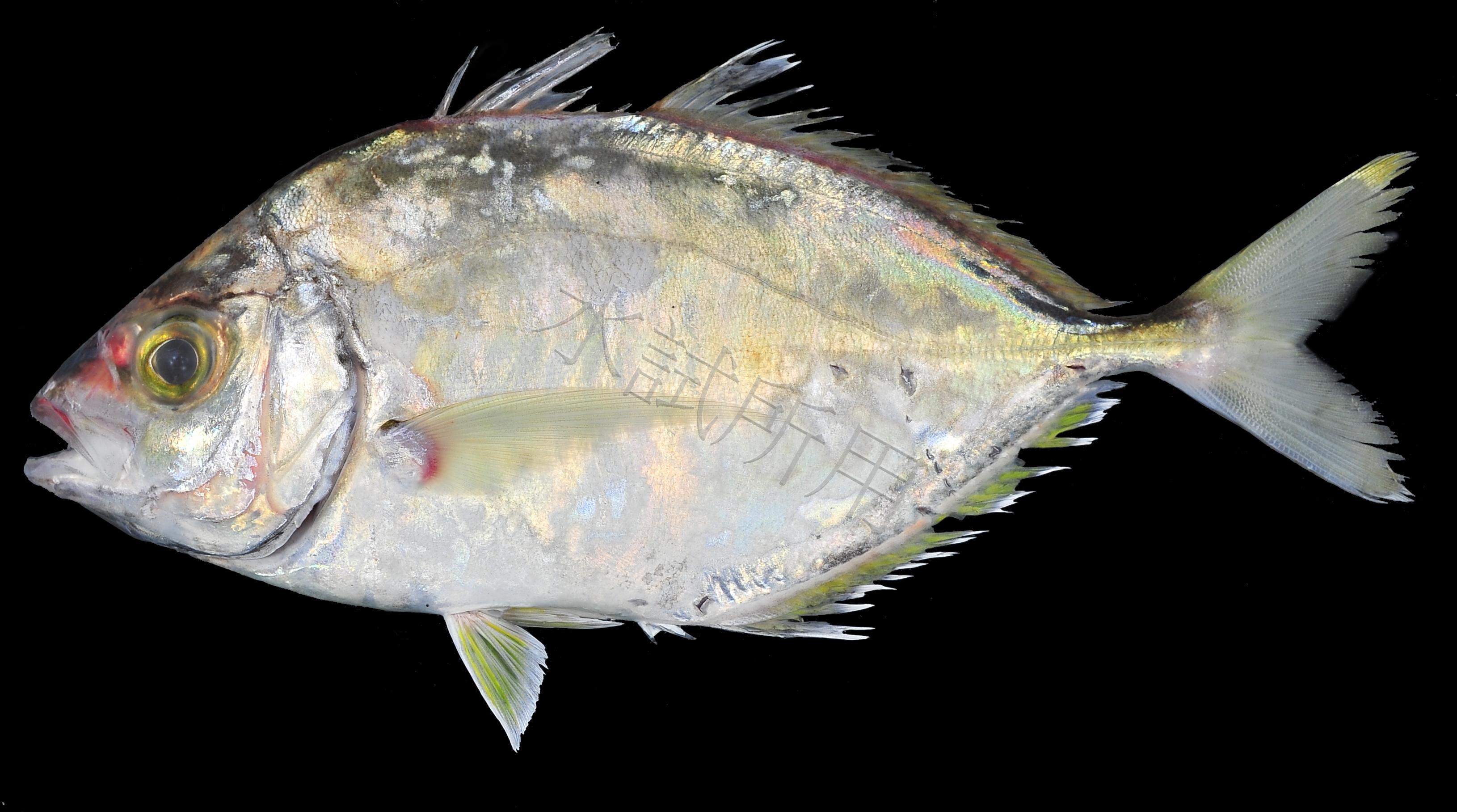 Carangoides equula