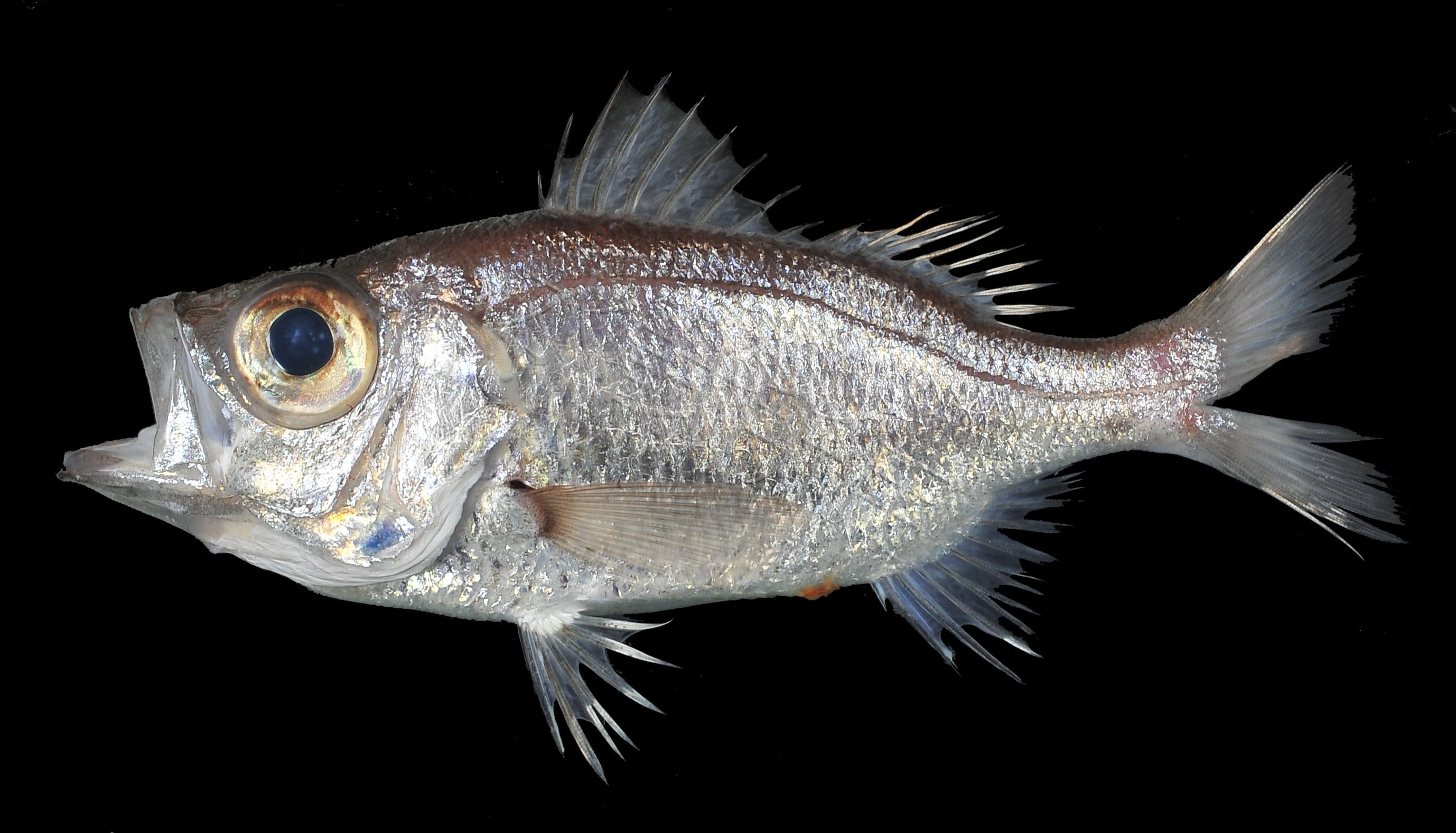 Malakichthys griseus