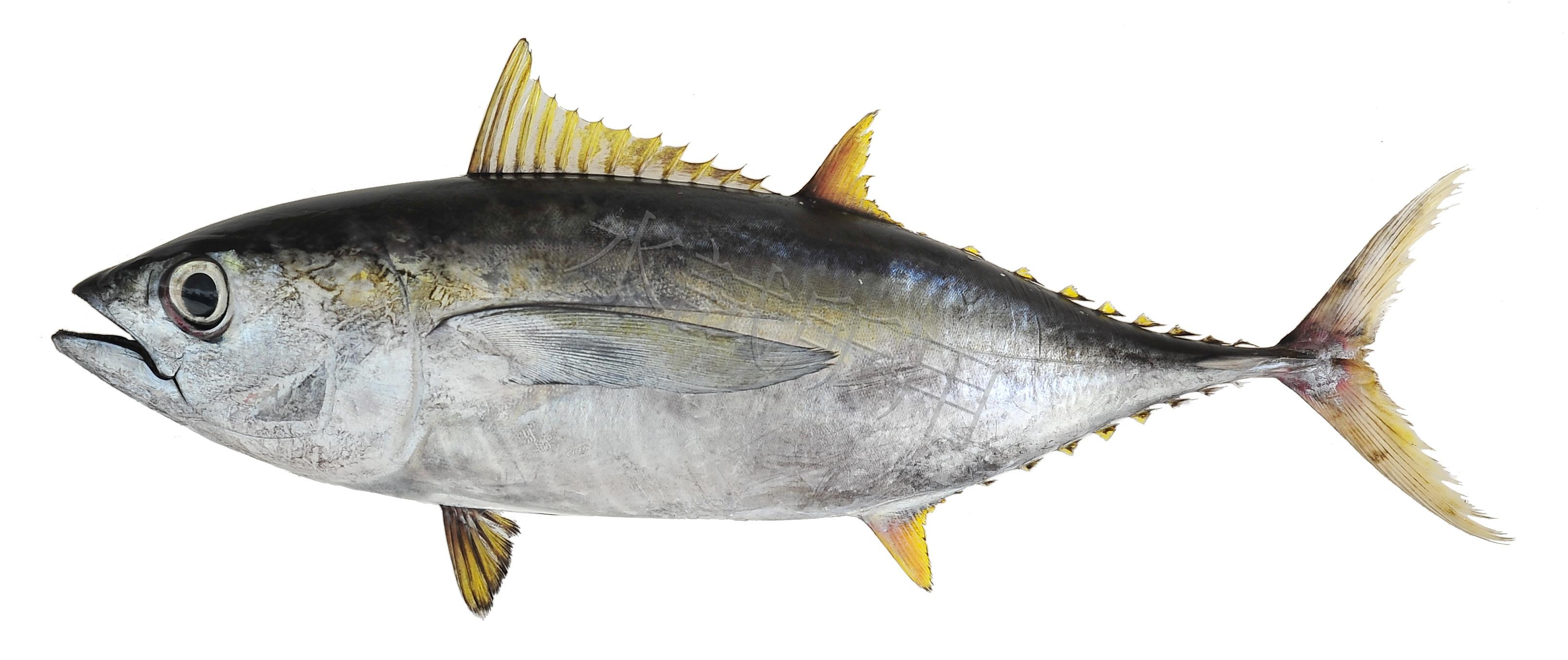 Thunnus albacares