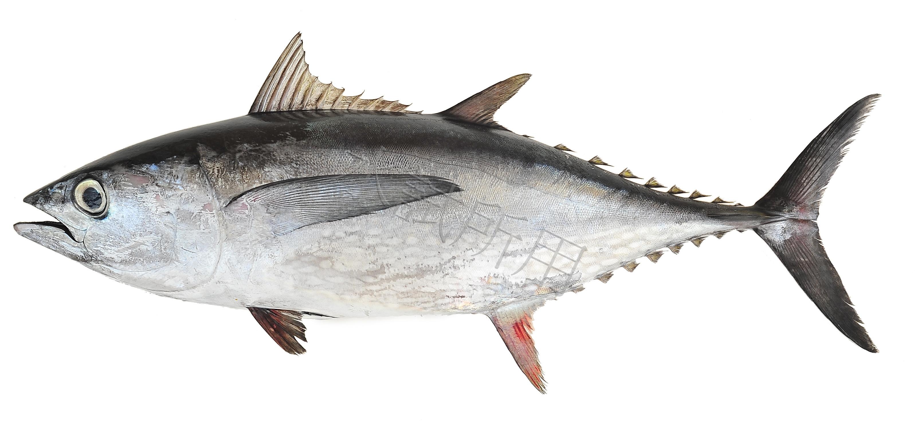 Thunnus tonggol