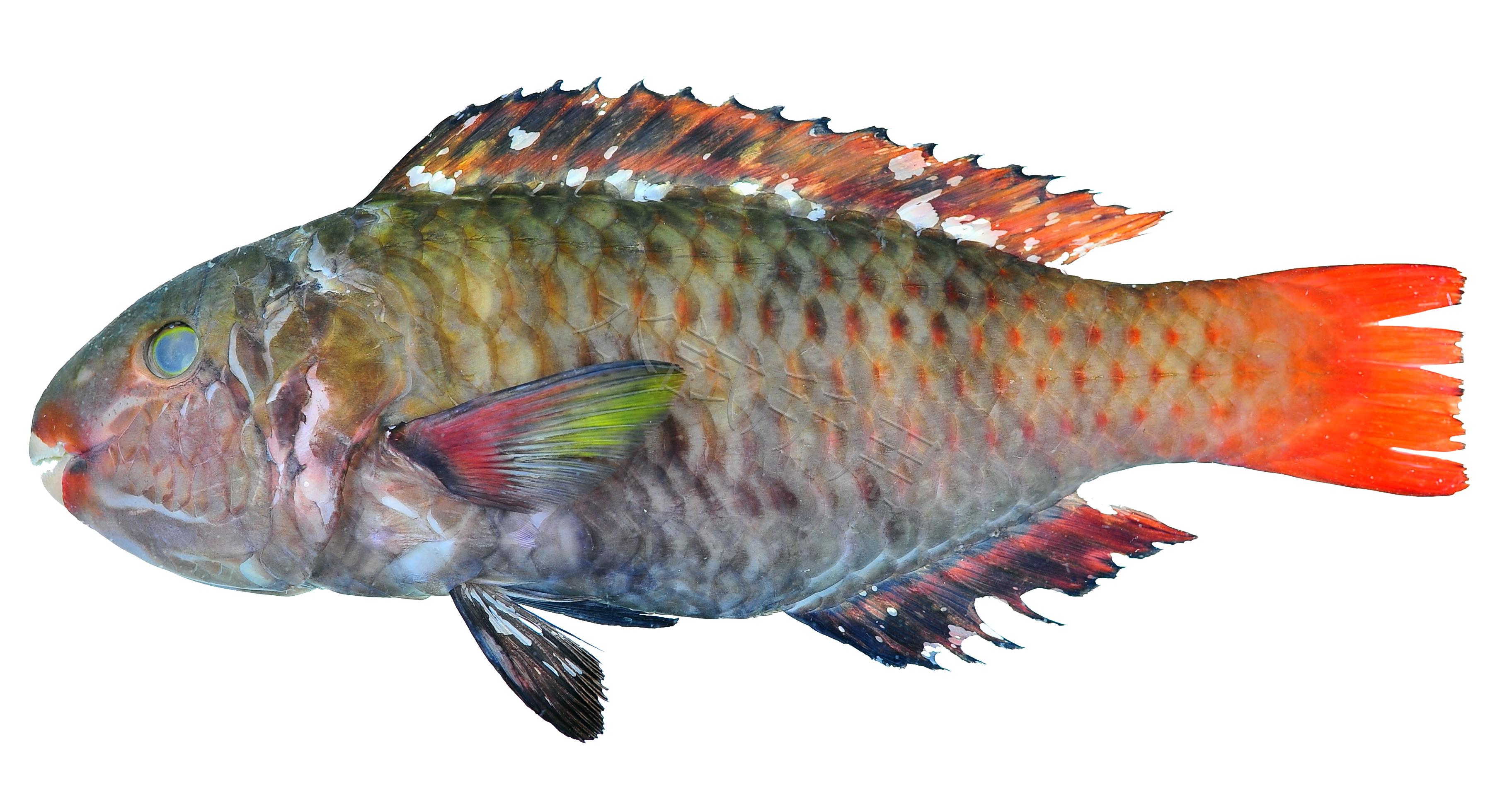 Scarus frenatus