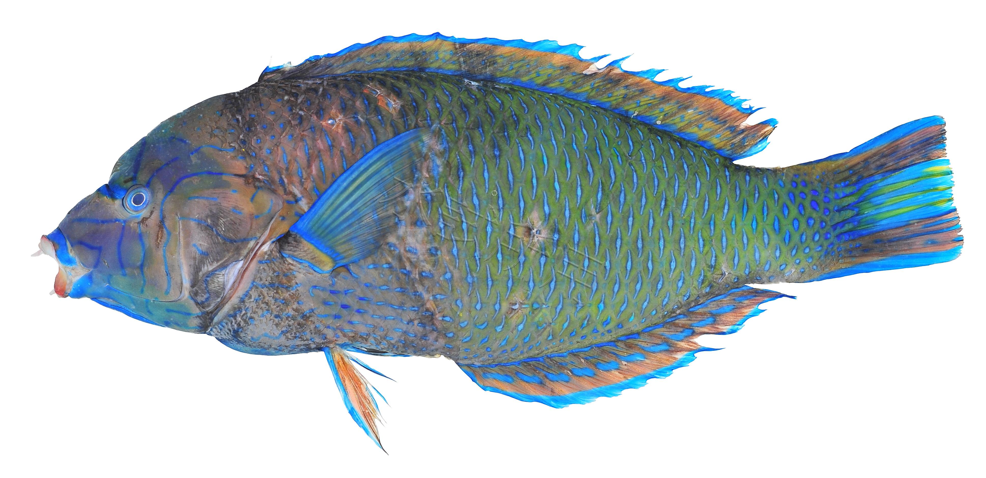 Anampses caeruleopunctatus