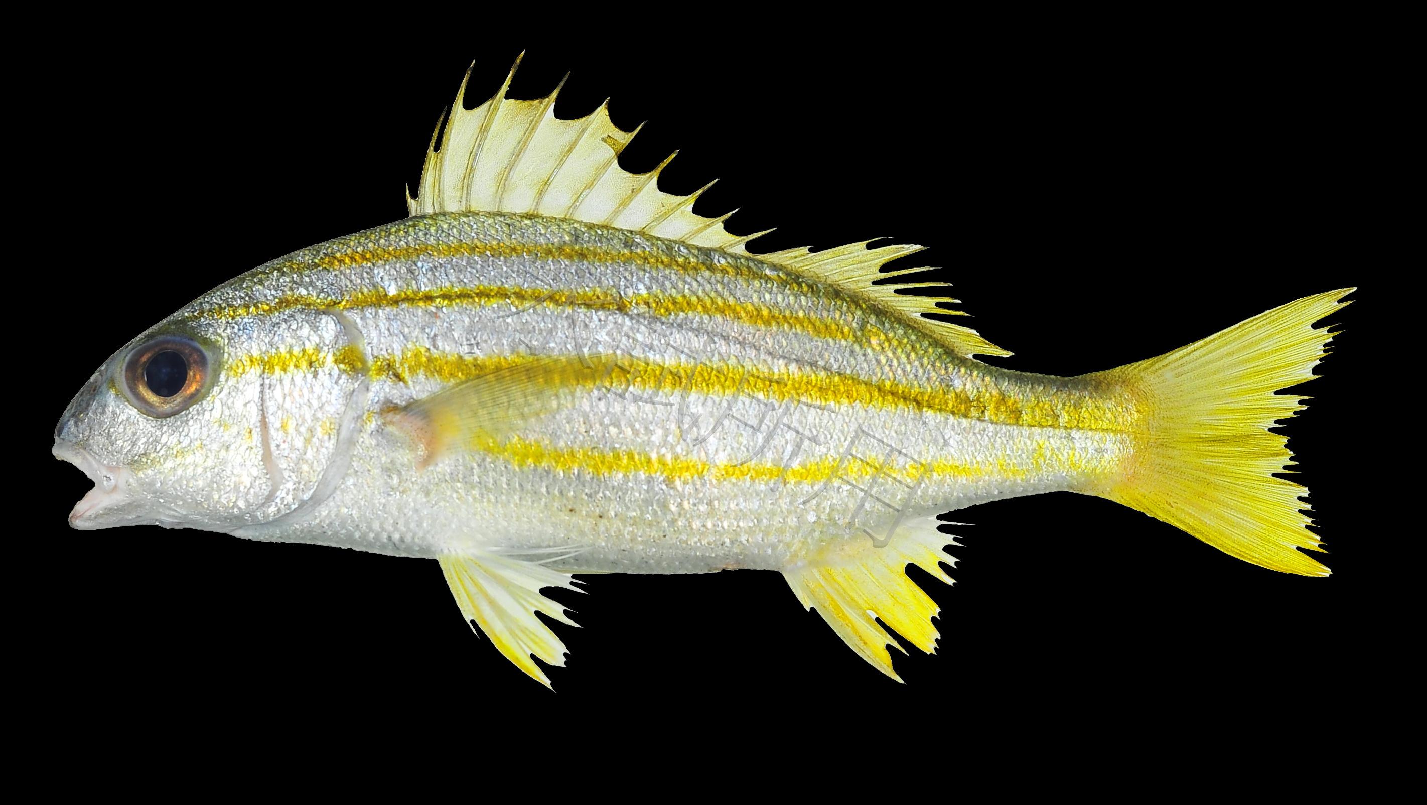 Lutjanus kasmira