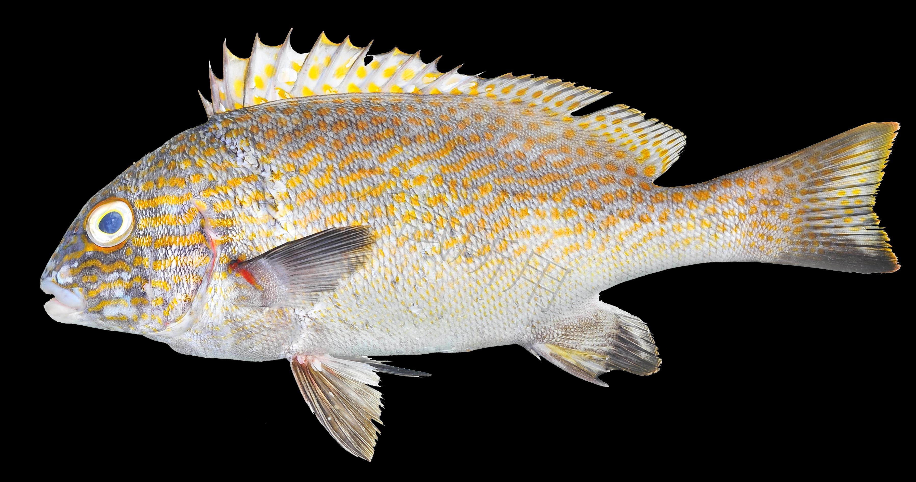 Plectorhinchus flavomaculatus