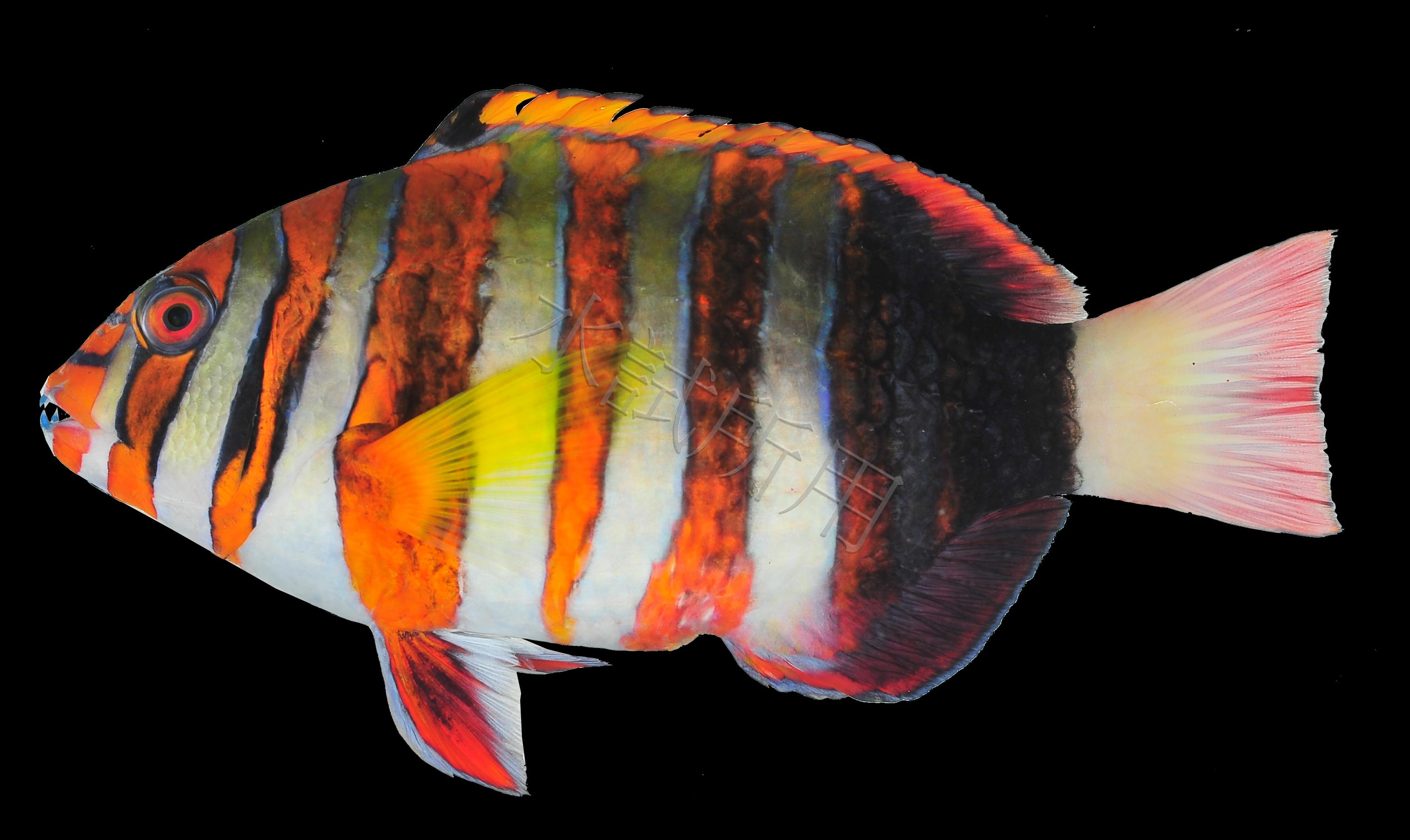 Choerodon fasciatus