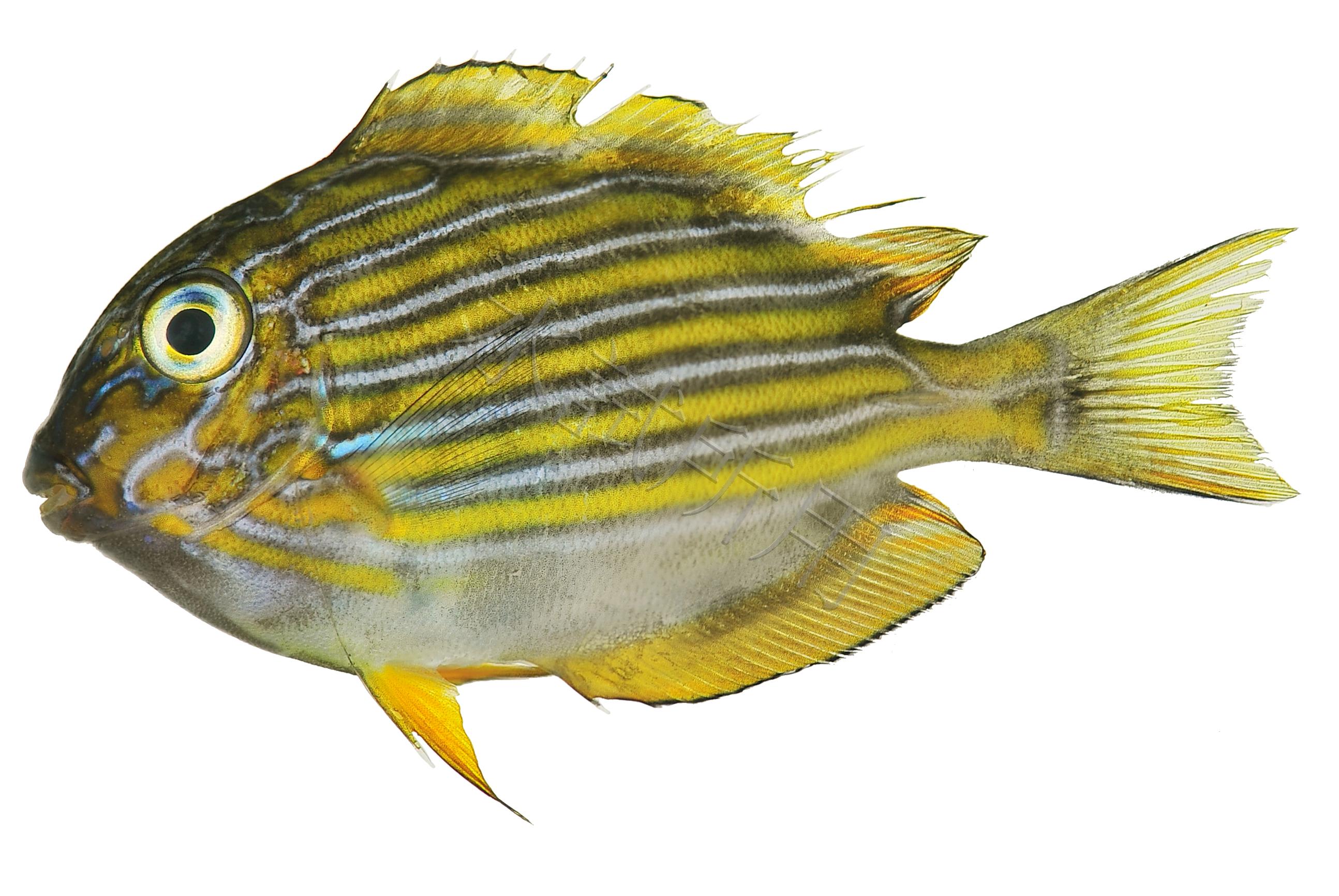 Acanthurus lineatus