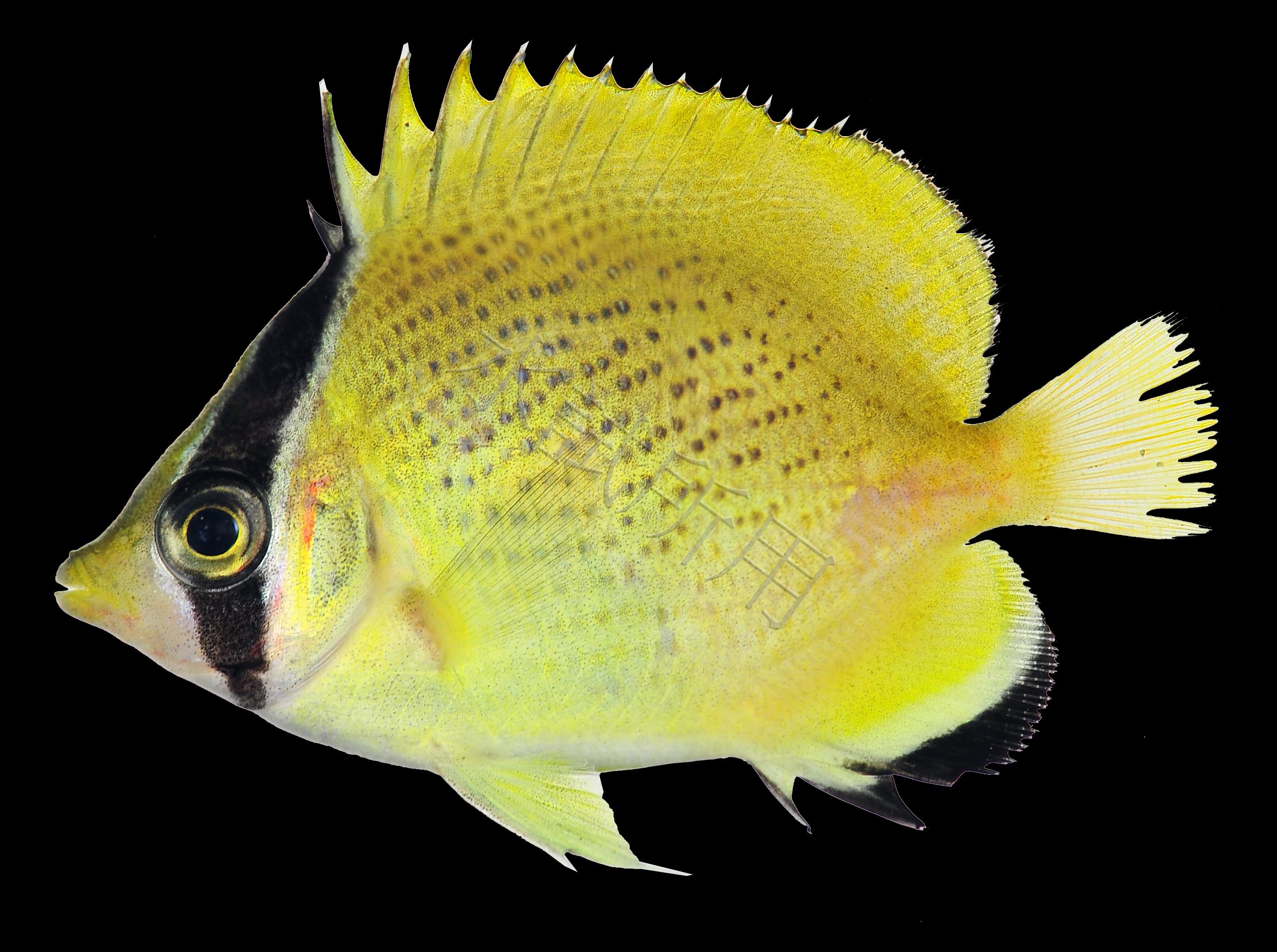 Chaetodon citrinellus