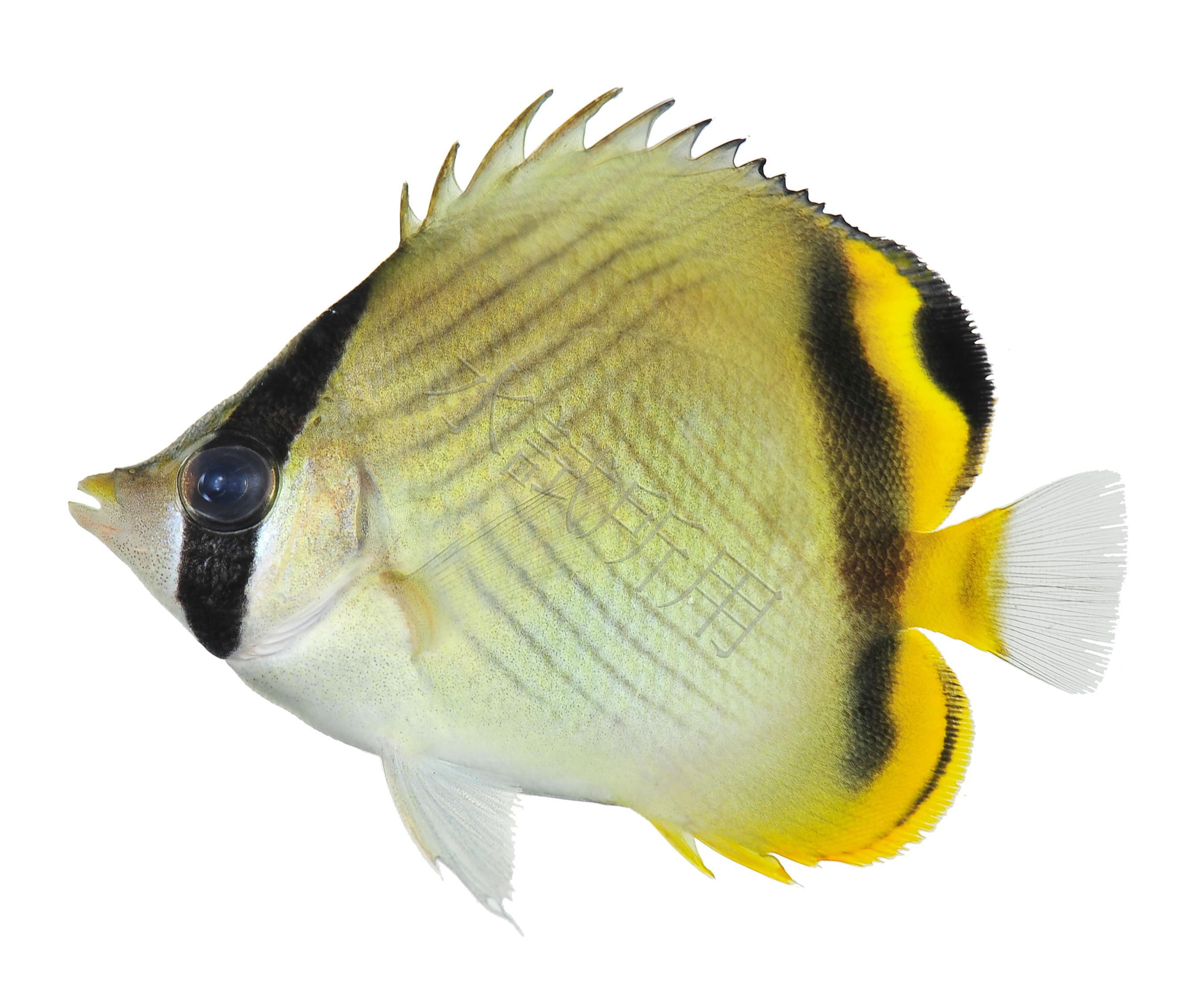 Chaetodon vagabundus