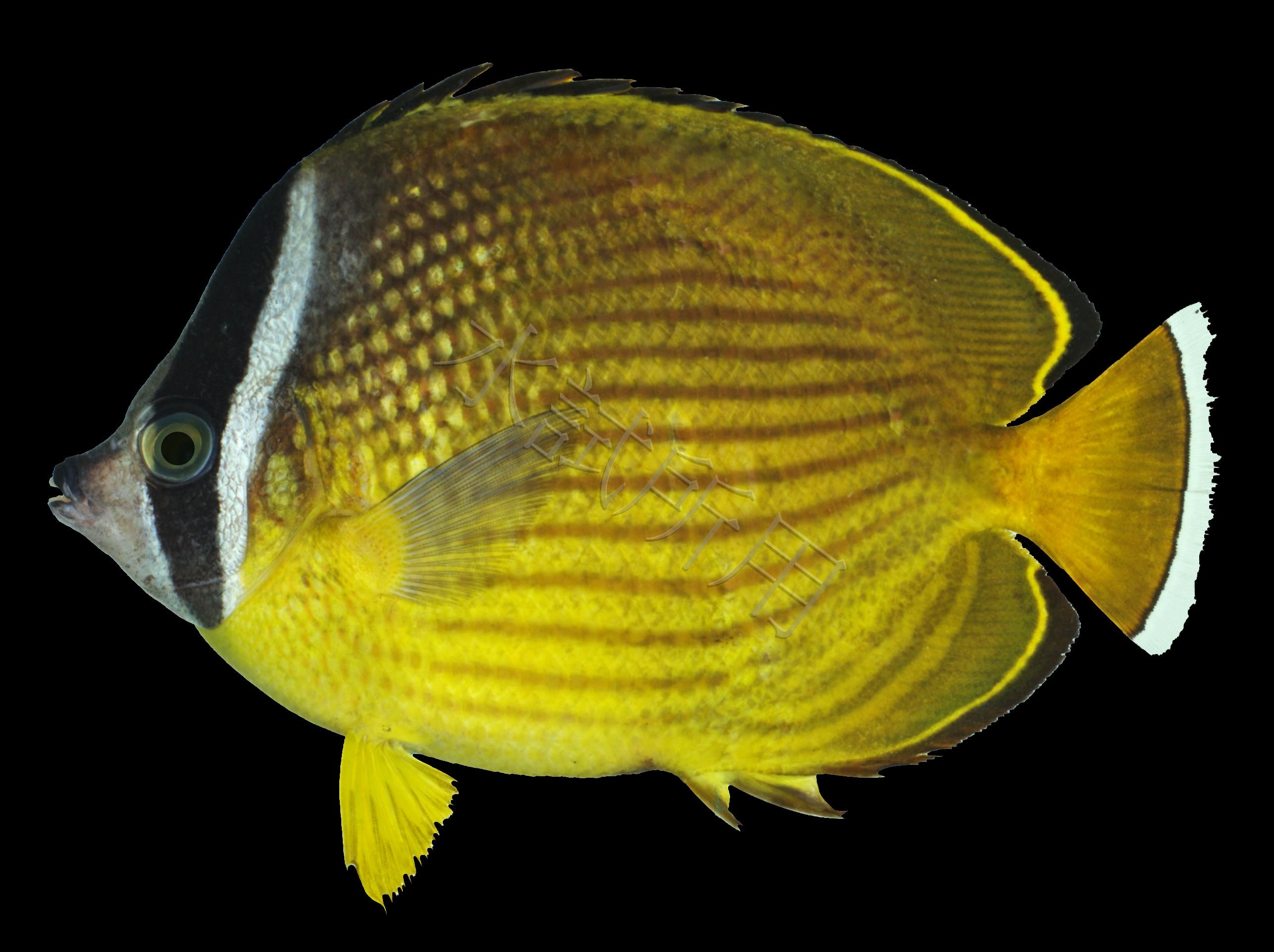 Chaetodon auripes