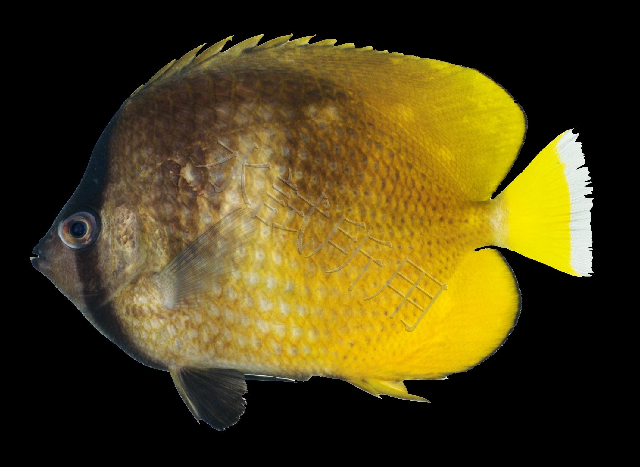 Chaetodon kleinii