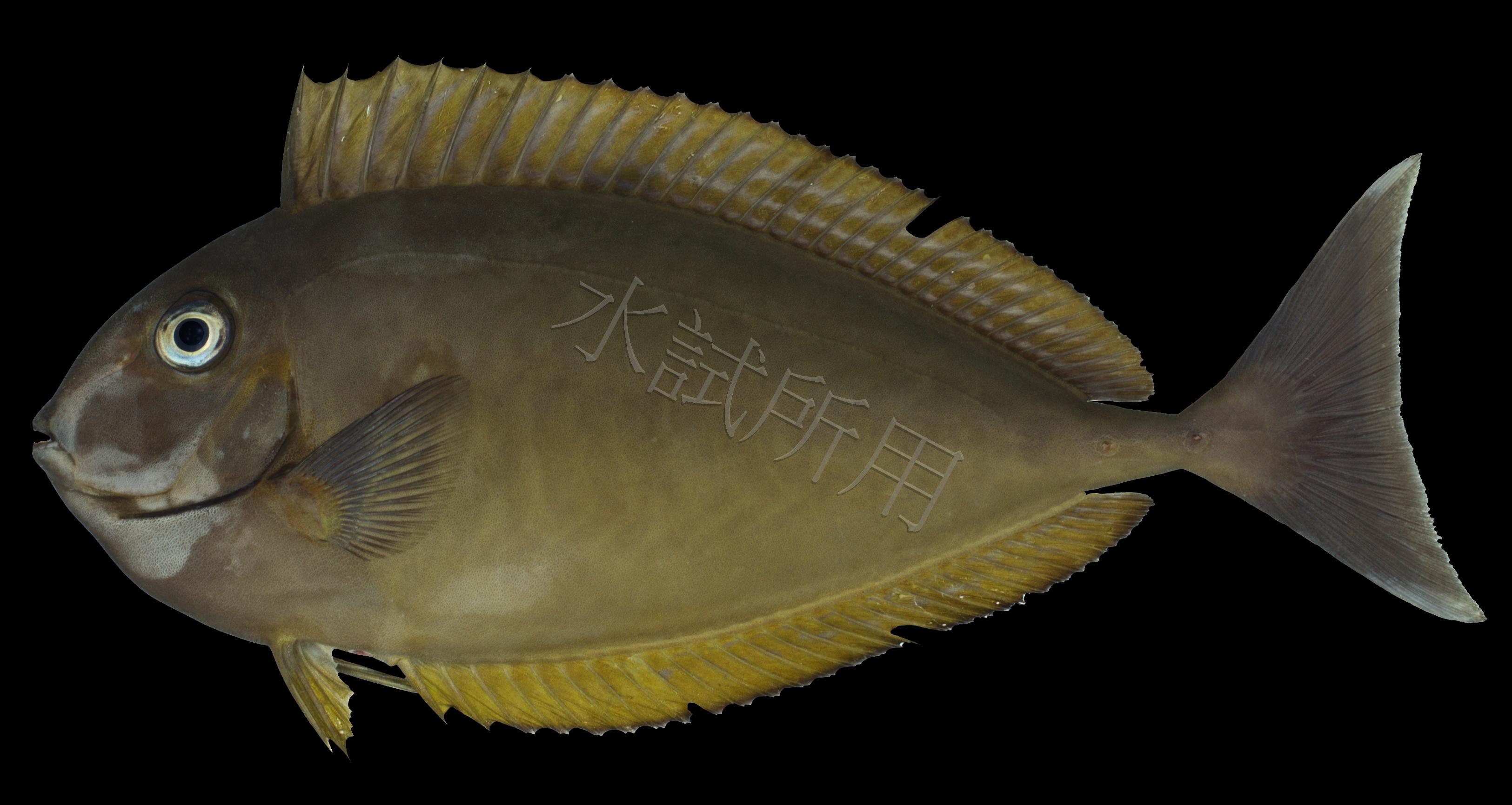 Naso hexacanthus